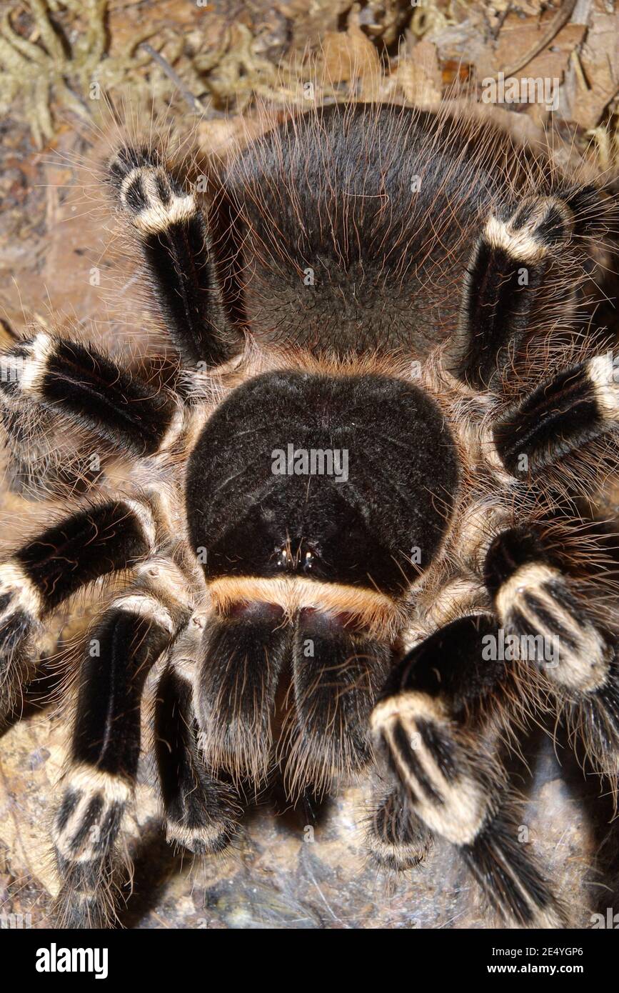 New World Tarantula High Resolution Stock Photography And Images Alamy