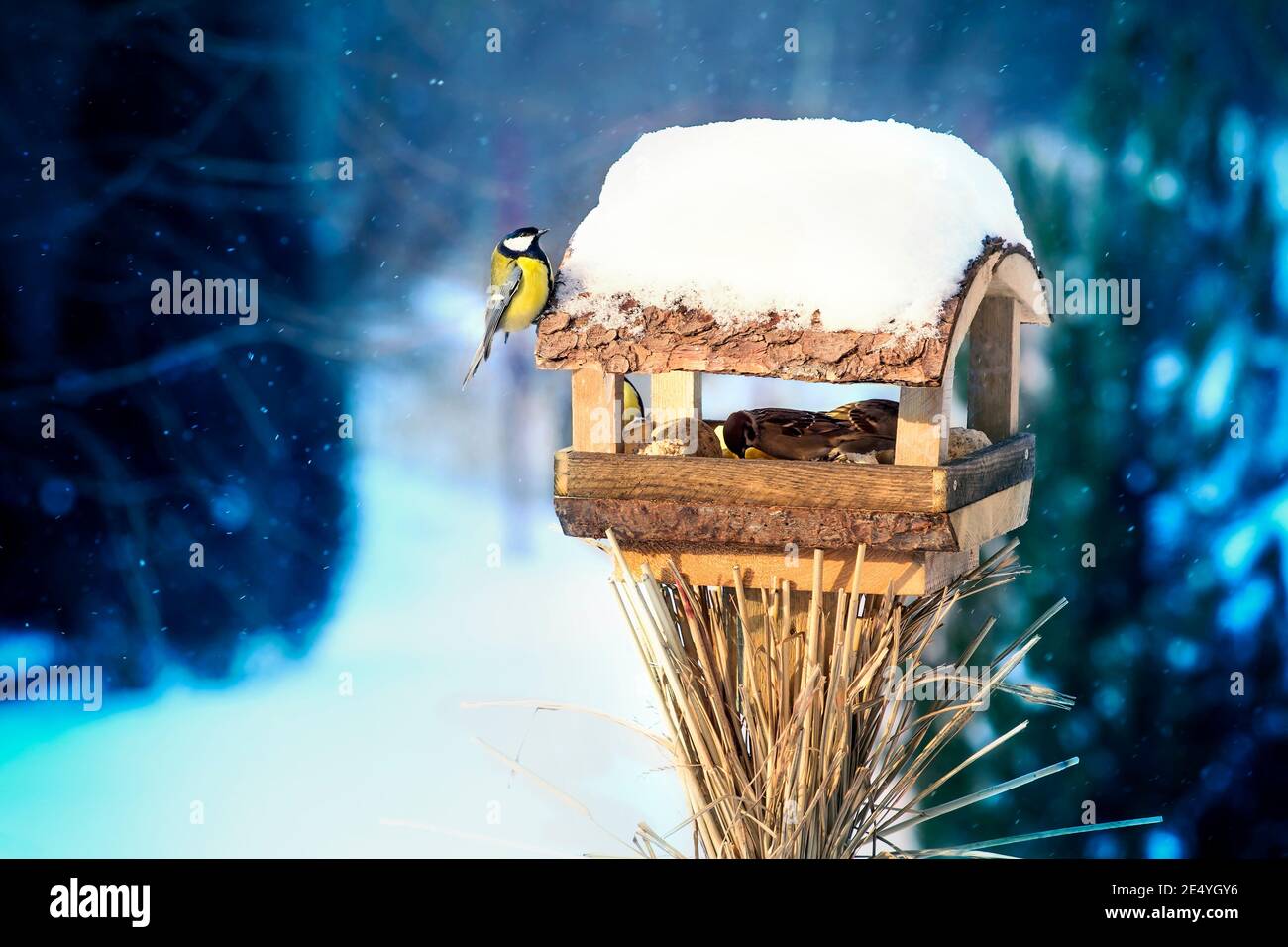 Great tit bird sitting in wooden bird feeder covered with snow on blue blurred background in winter Stock Photo