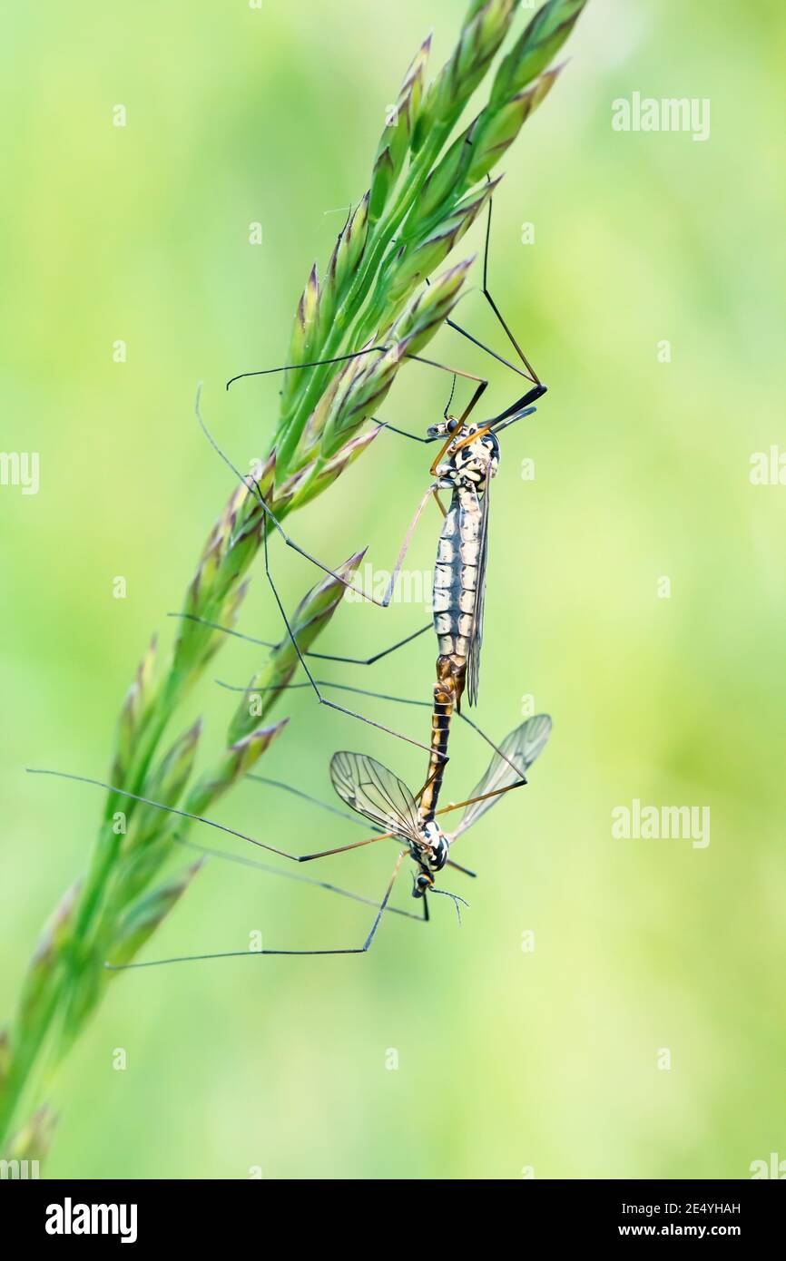 Two mating crane flies in macro close up sitting on green grass stems on blurred green background Stock Photo
