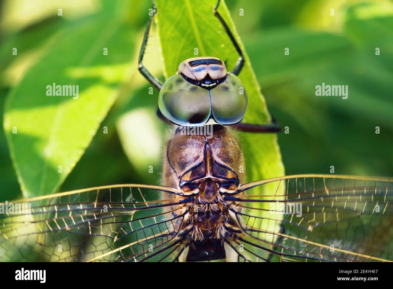 Macro close up of big dragonfly Aeshna viridis head with eyes sitting on green leaf Stock Photo