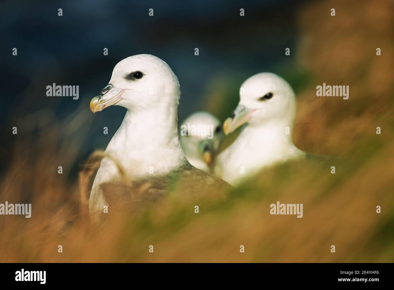 Close up of group of Fulmarus glacialis fulmars birds sitting on cliff edge amongst dry brown grass on Orkney islands coastline Stock Photo