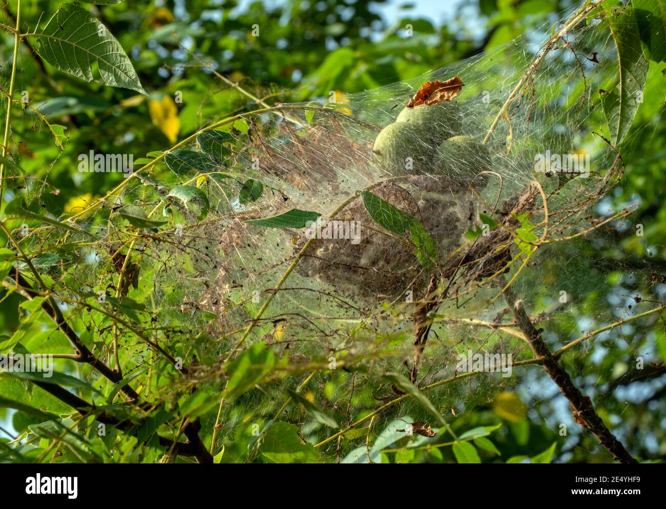 Dozens of bagworms cluster inside the silky nest on the branch of a walnut tree in Missouri. Bokeh effect. Stock Photo