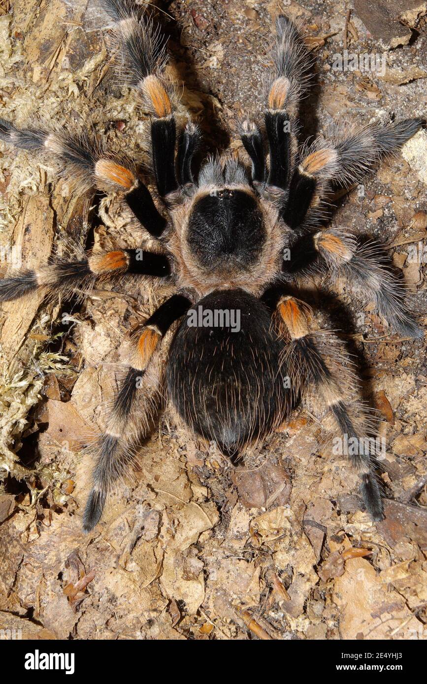 Brachypelma smithii, mexican redknee tarantula, Mexikanische Rotknie-Vogelspinne Stock Photo