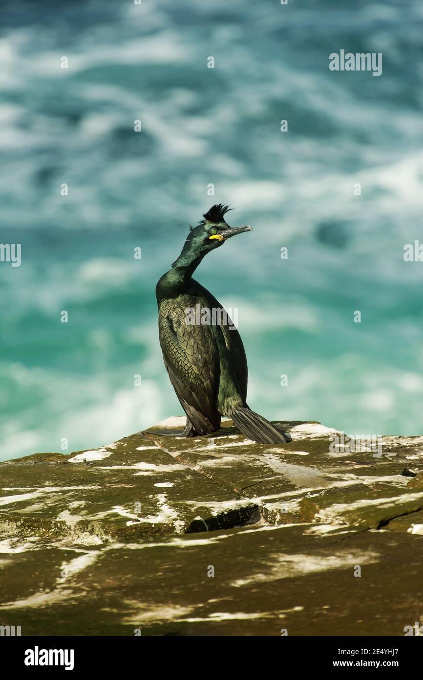Black cormorant shag bird sitting on cliff edge looking right on blurred blue background Stock Photo