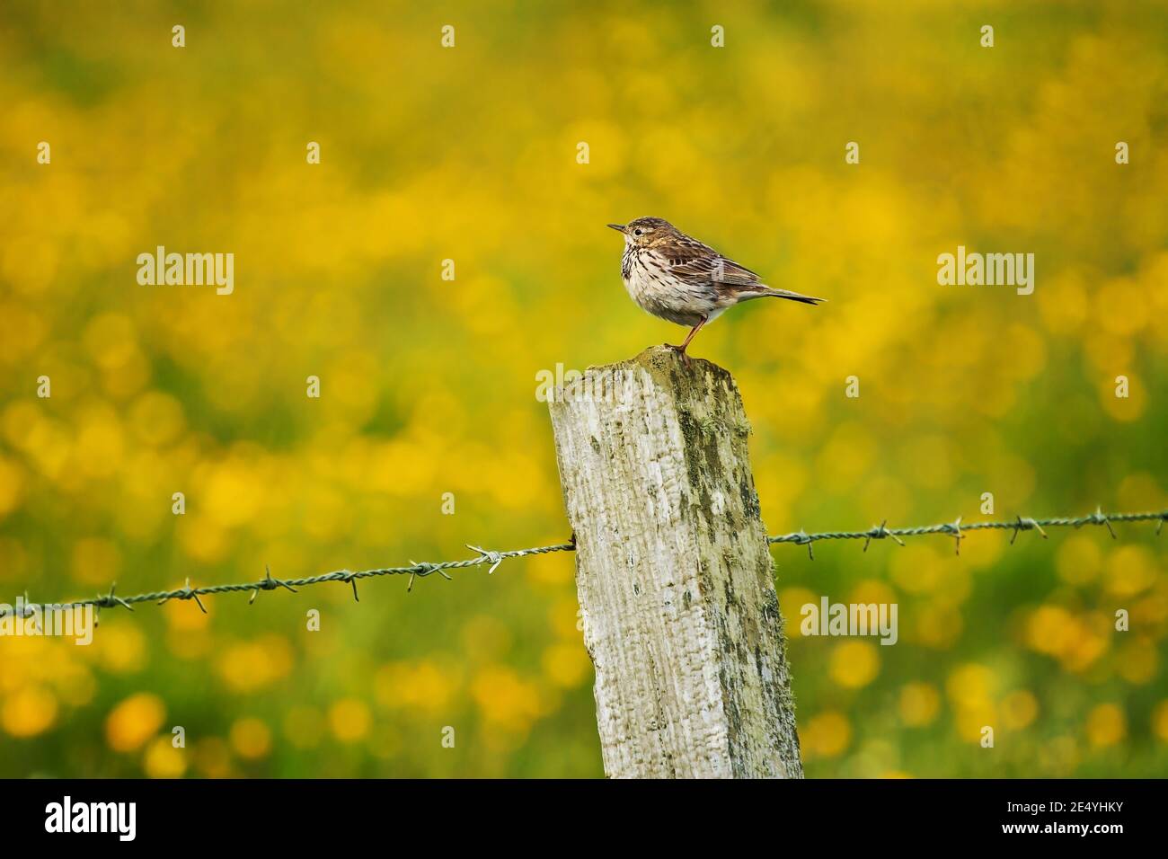 Anthus pratensis meadow pipit small bird sitting on wooden fence post amongst buttercup flowers on blurred yellow background Stock Photo