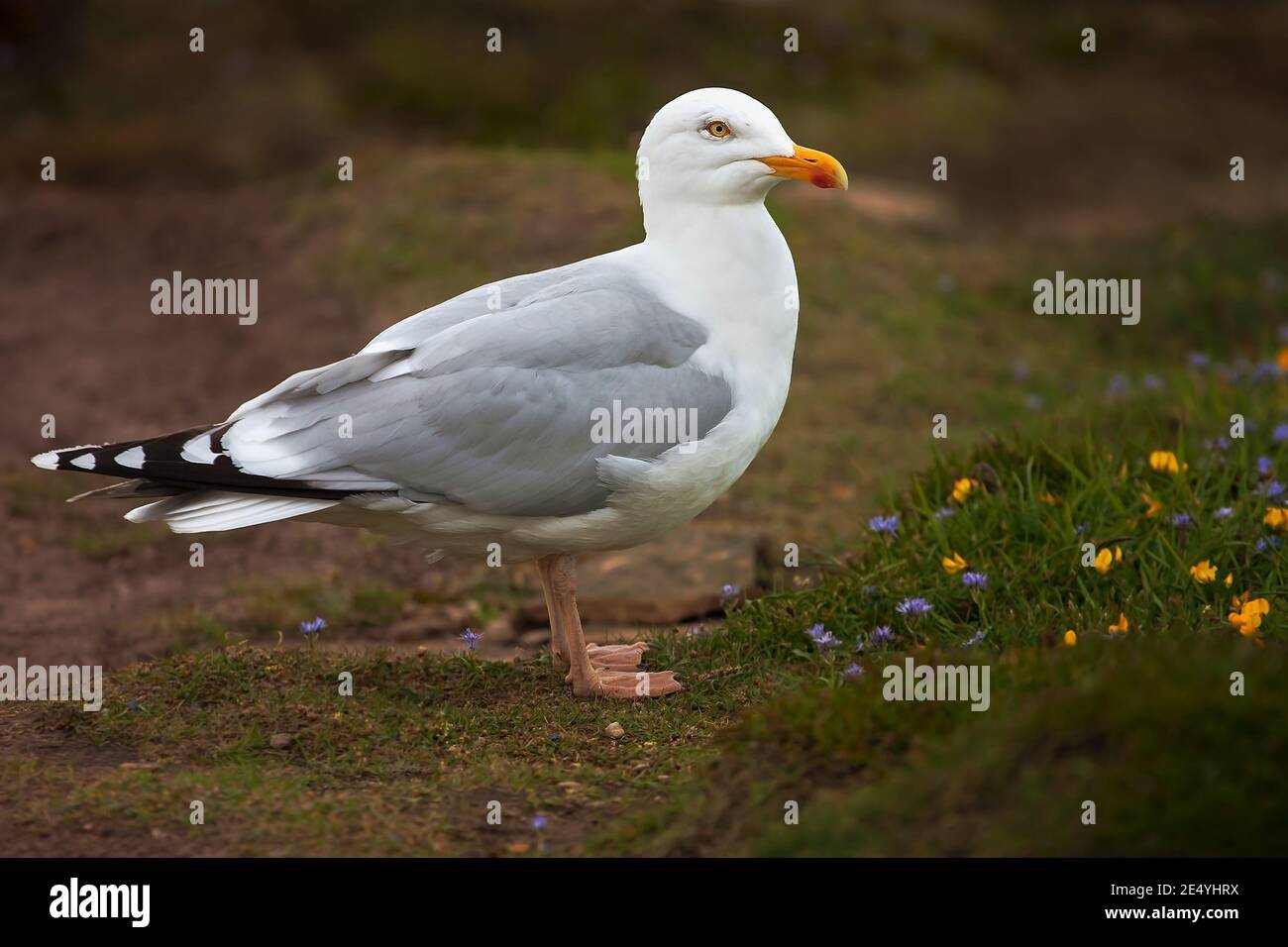 Larus marinus great black backed gull bird standing on spring meadow with blue and yellow flowers Stock Photo