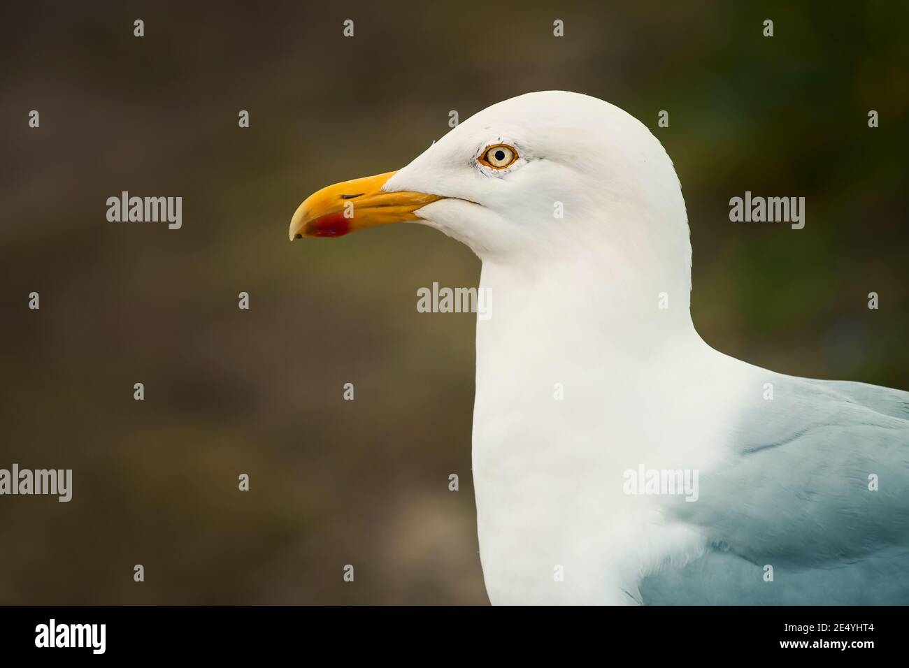 Close up of Larus marinus great black backed gull bird looking left on blurred background Stock Photo