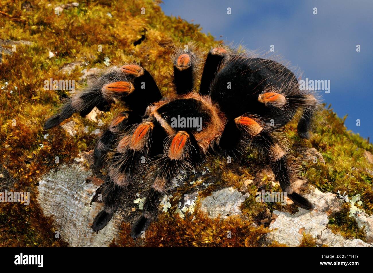 Mexikanische Rotknie Vogelspinne High Resolution Stock Photography and  Images - Alamy