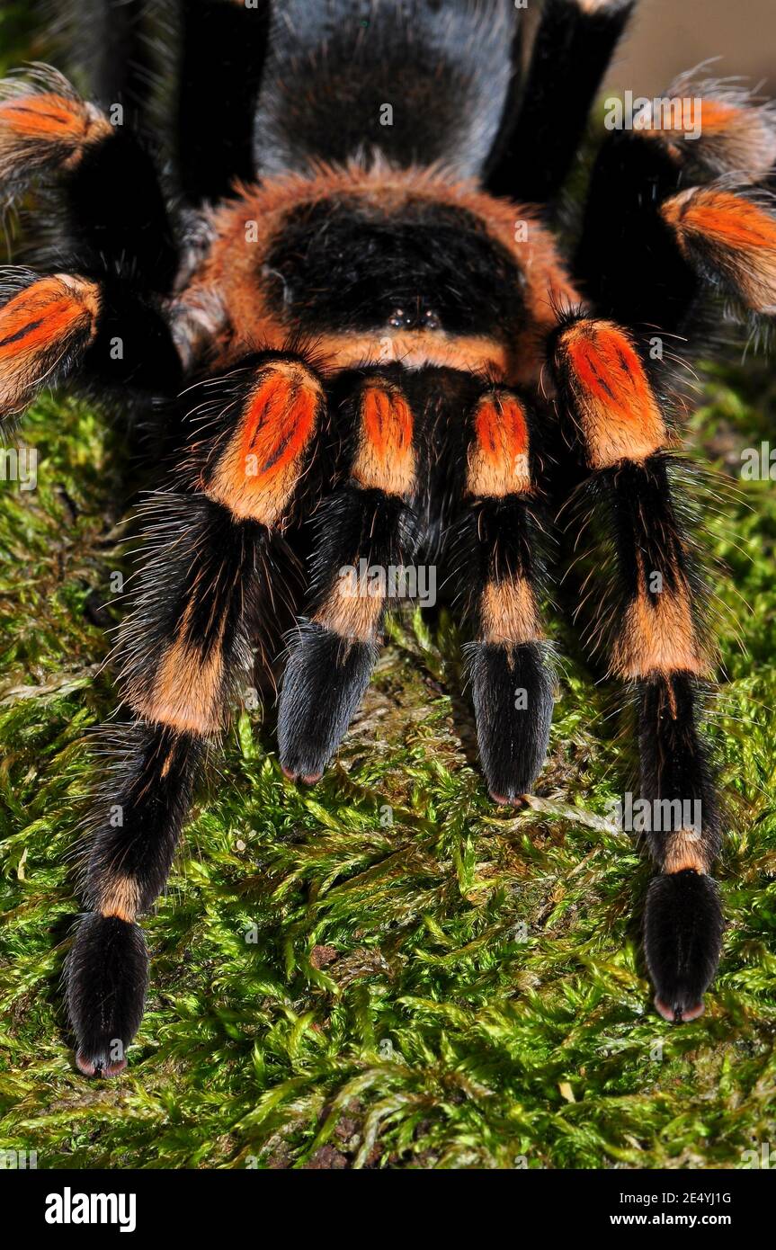 Brachypelma smithii, mexican redknee tarantula, Mexikanische Rotknie- Vogelspinne Stock Photo - Alamy