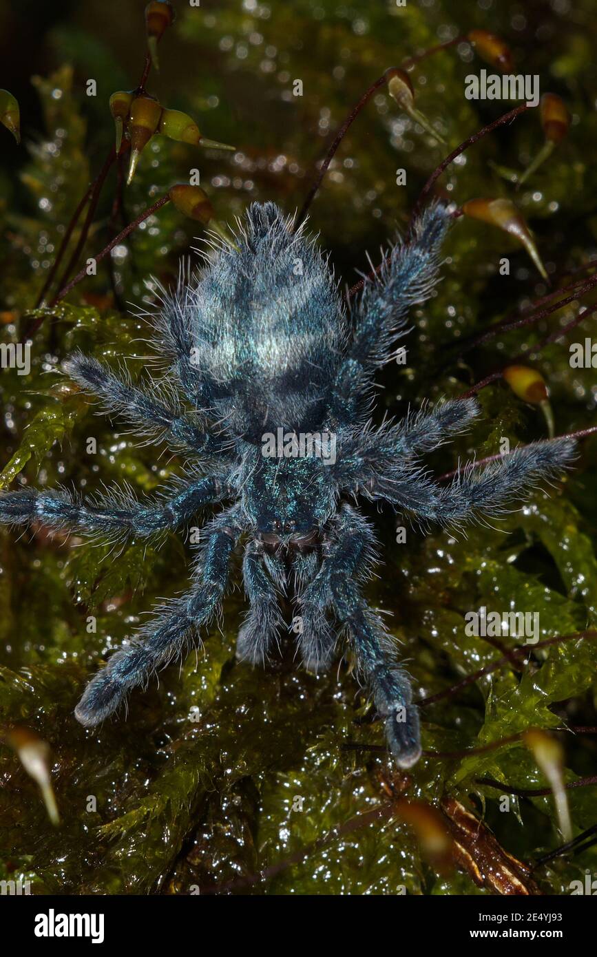 Caribena versicolor, Antilles pinktoe tarantula, Martinique red tree