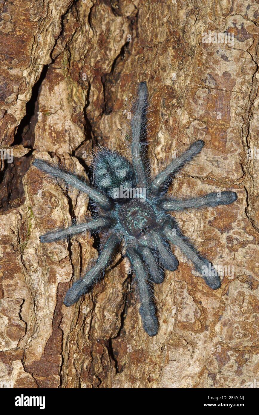 Caribena versicolor, Antilles pinktoe tarantula, Martinique red tree  spider, Martinique-Baumvogelspinne Stock Photo - Alamy