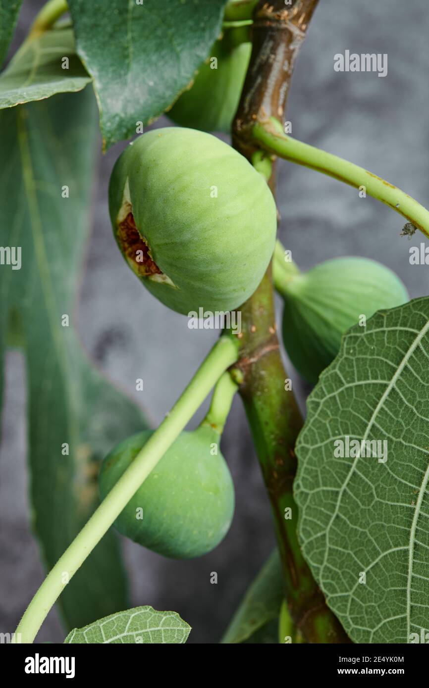 Ripped green figs on the tree Stock Photo Alamy