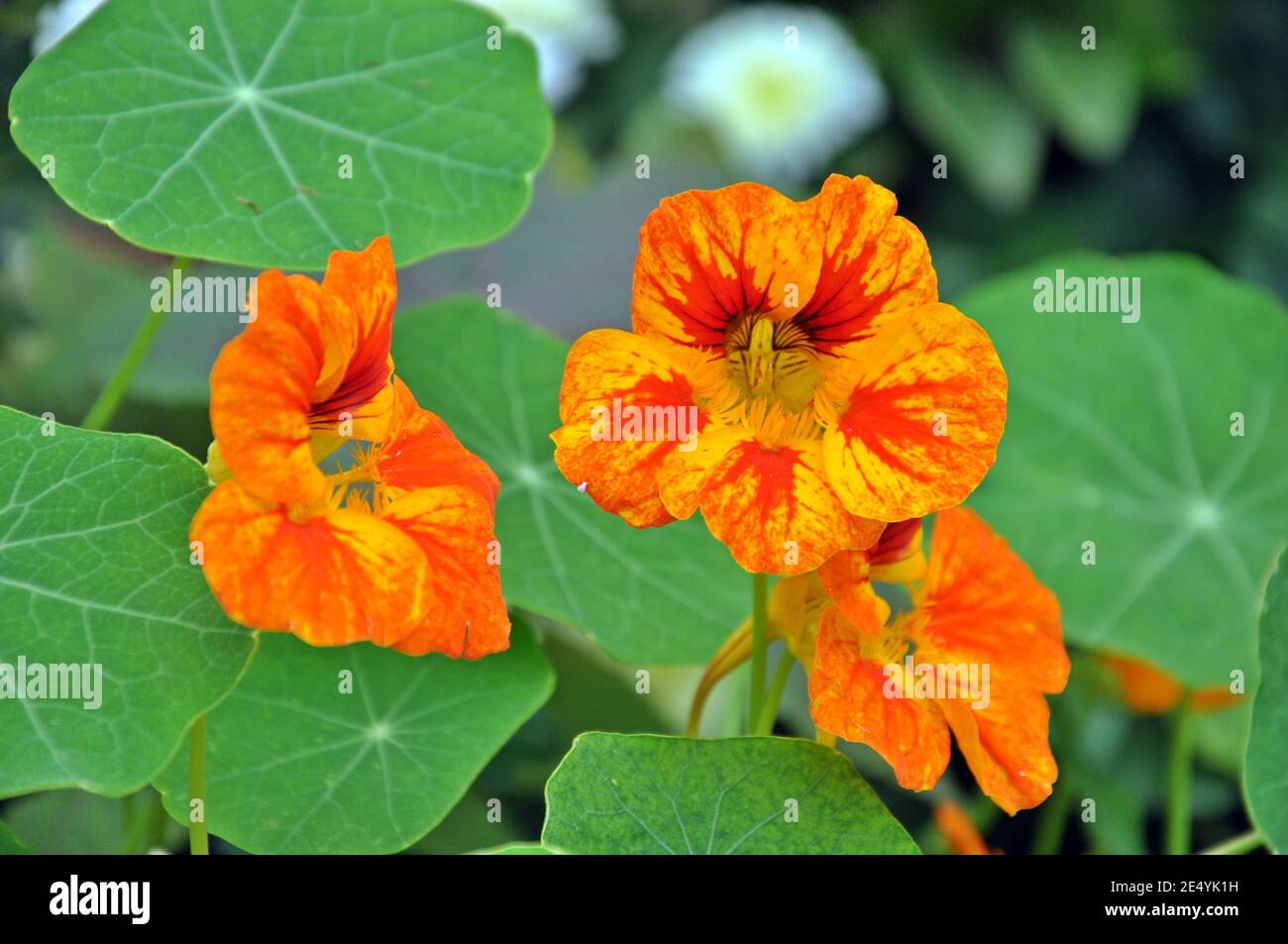 Close up of a beautiful orange flower of nasturtium (Tropaeolum) with green leafs Stock Photo