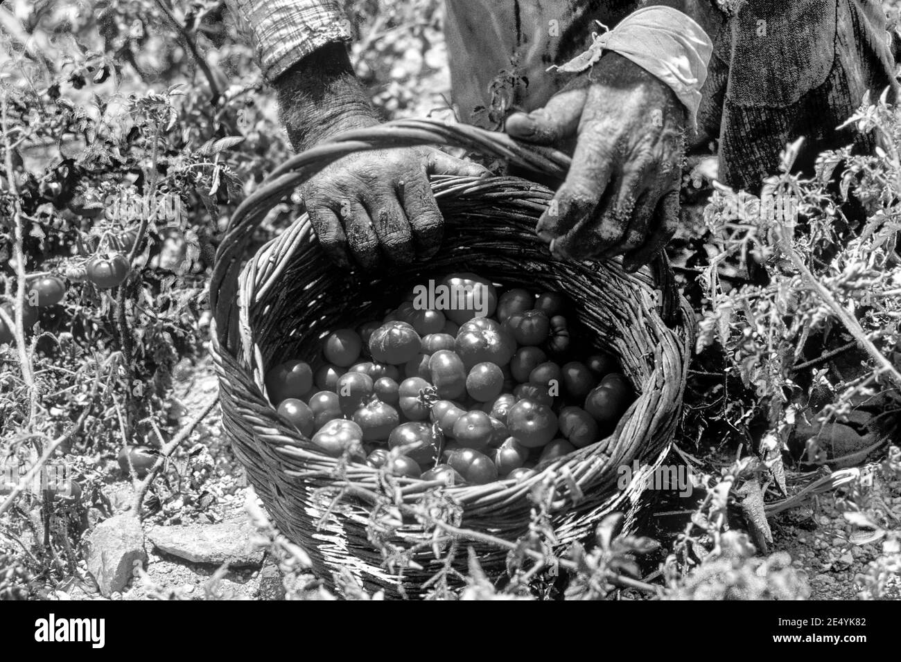 GRriechenland, Kykladen, Santorini: Tomatenernte Stock Photo