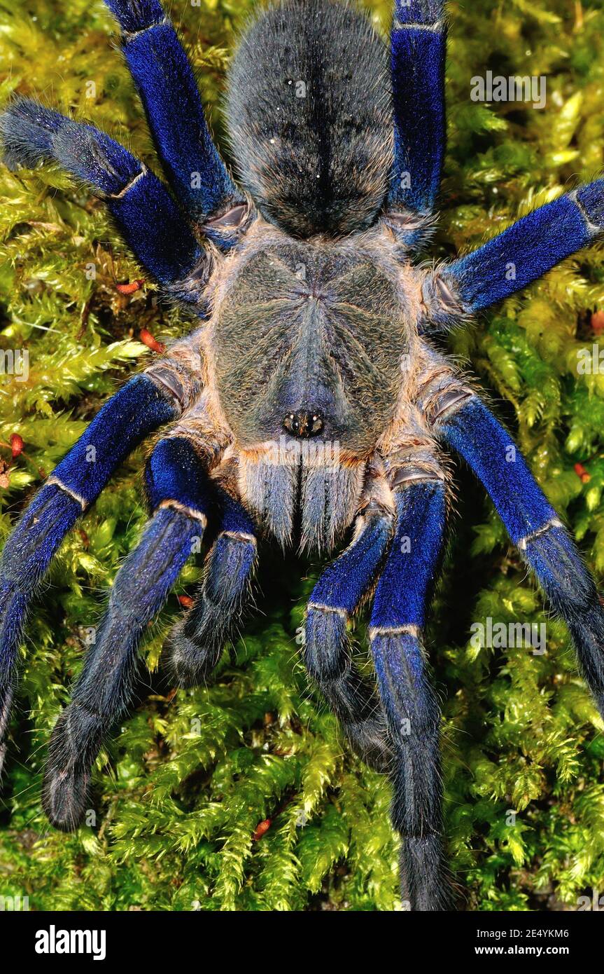 Cyriopagopus lividus, cobalt blue tarantula, Kobaltblaue Vogelspinne, Blaue Burma-Vogelspinne Stock Photo