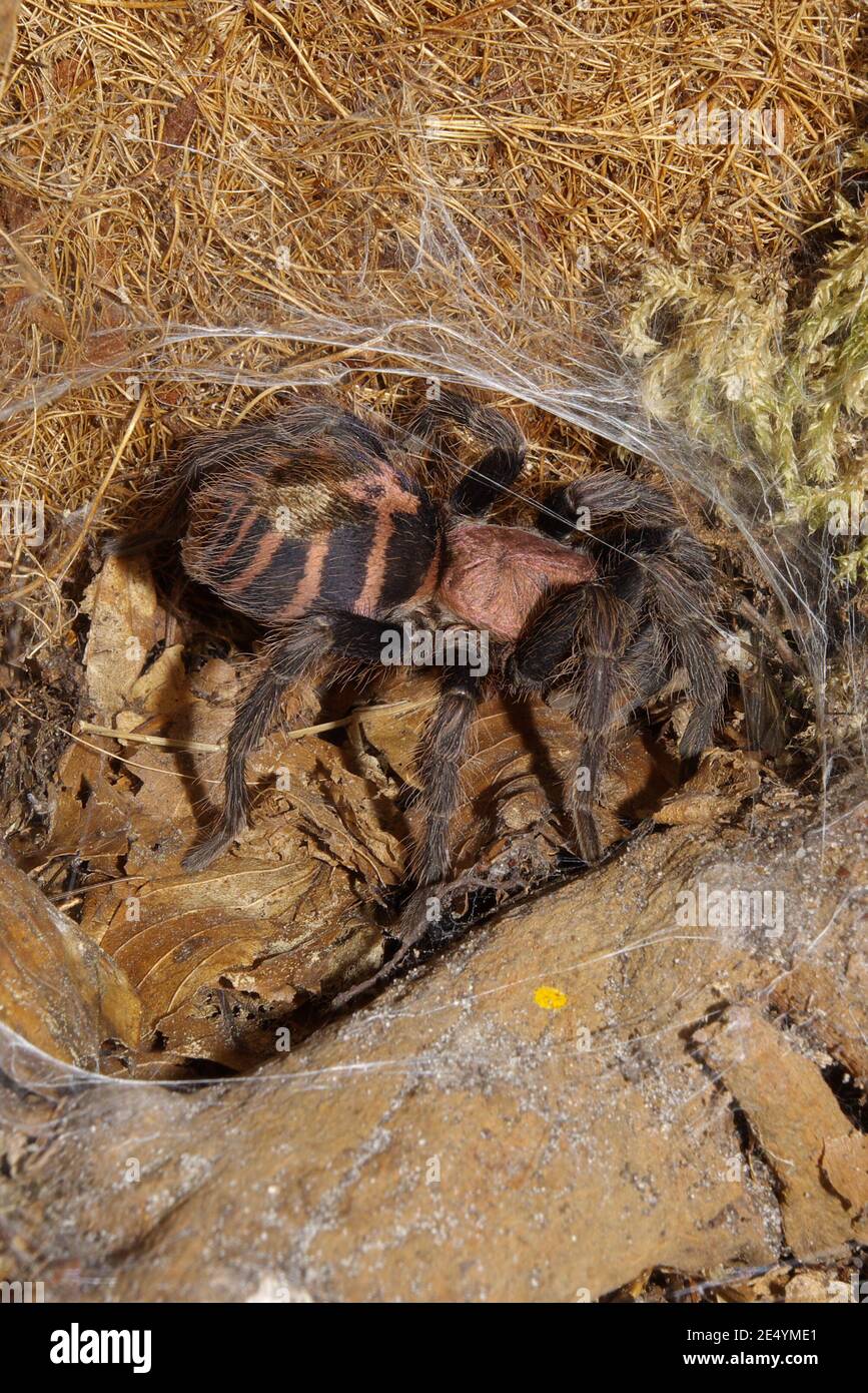 Davus fasciatus, Costa Rican tiger rump, Rote Tigervogelspinne Stock Photo