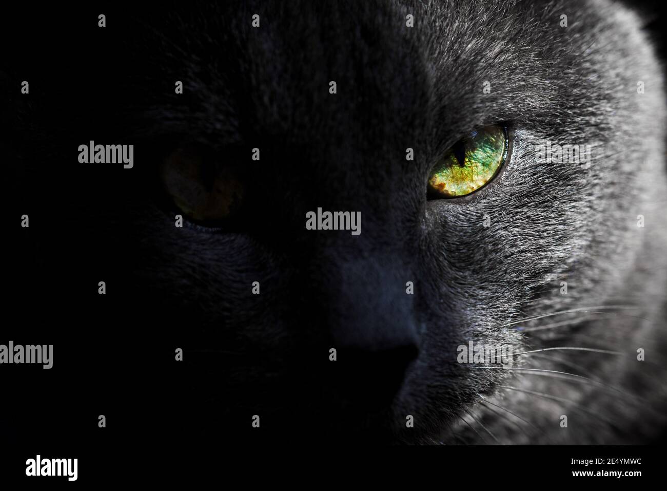 Look of adult pretty gray cat with yellow half-tone eye Stock Photo - Alamy