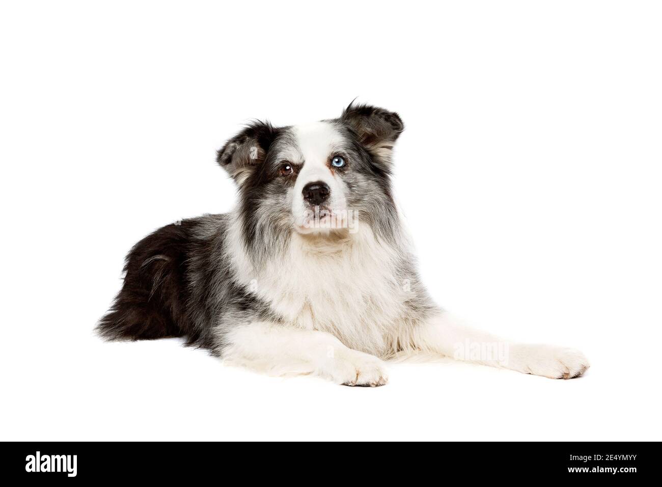 old blue merle border collie dog in front of a white background Stock Photo