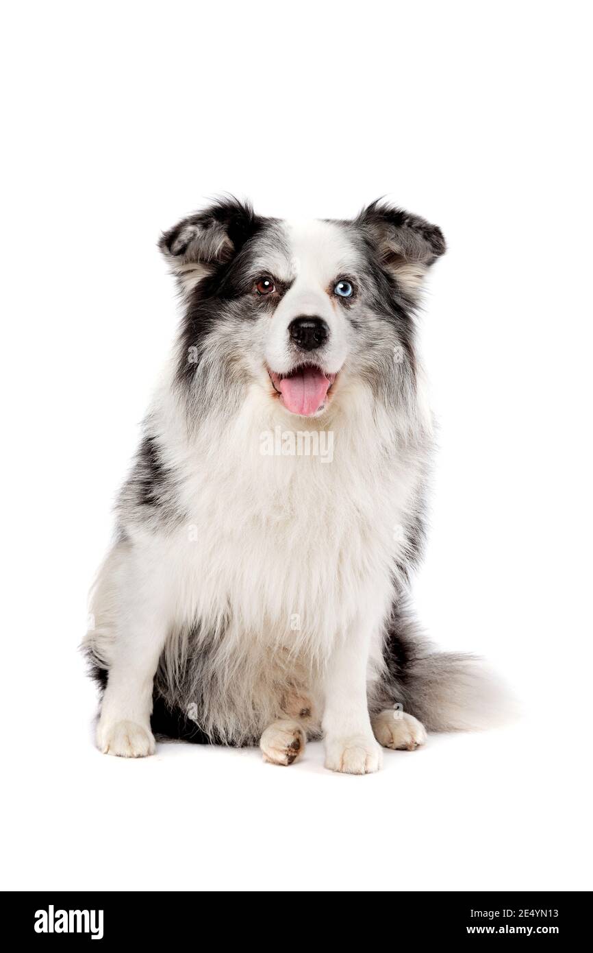 old blue merle border collie dog in front of a white background Stock Photo