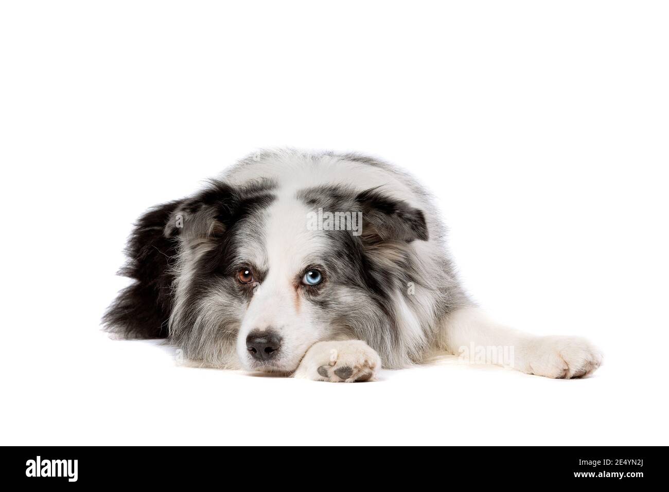 old blue merle border collie dog in front of a white background Stock Photo