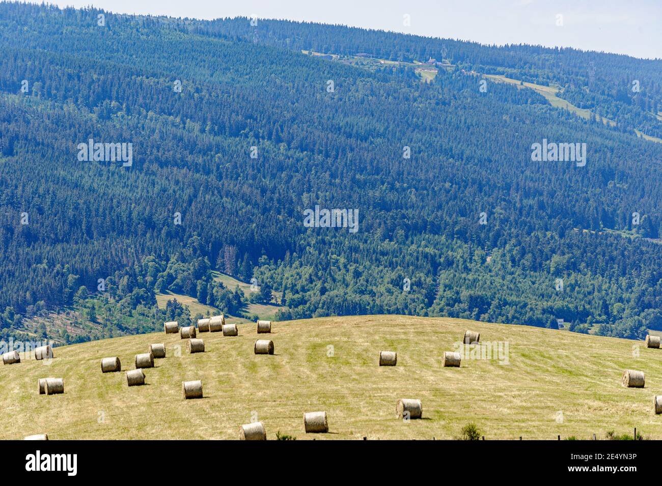 Vosges Mountains, France. Hay farming in the Vosges mountains. The bales of hay are waiting in the sun for the farmer to come and get them. Stock Photo