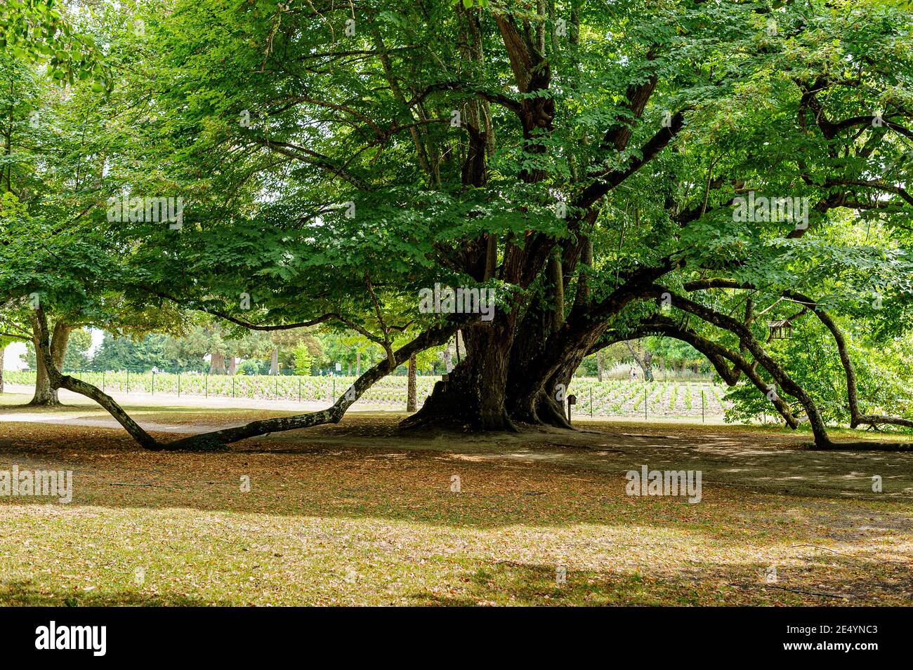 A gigantic large-leafed lime tree, curiosity to be seen in the park of the castle of Cheverny. France. Stock Photo