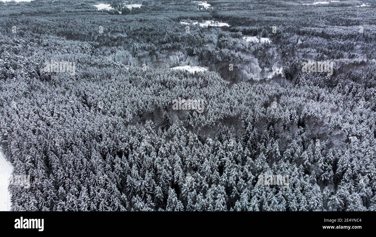 A dense forest from a drone during the winter in Lithuania. Stock Photo