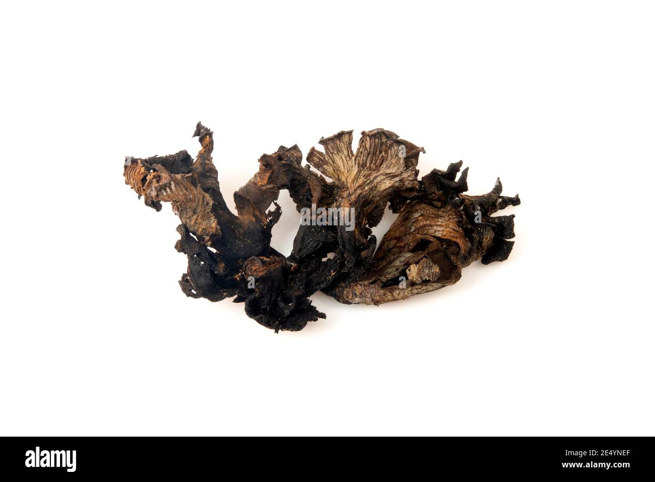 Dried Horn of plenty mushroom (Craterellus cornucopioides) on a white background Stock Photo