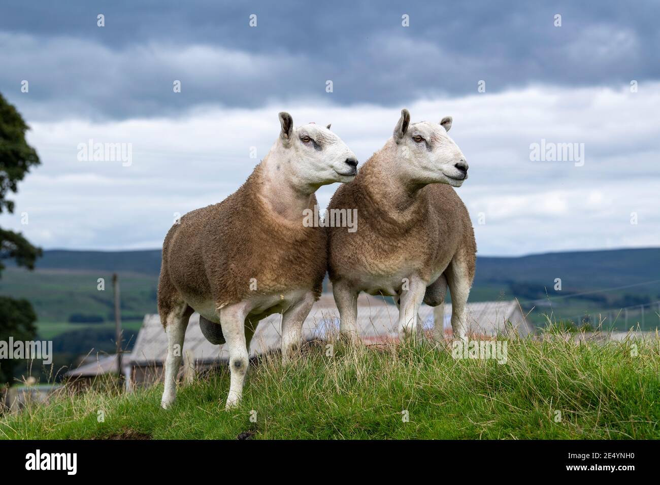 Commercial rams ready for sale, these are a cross between Blue Faced ...