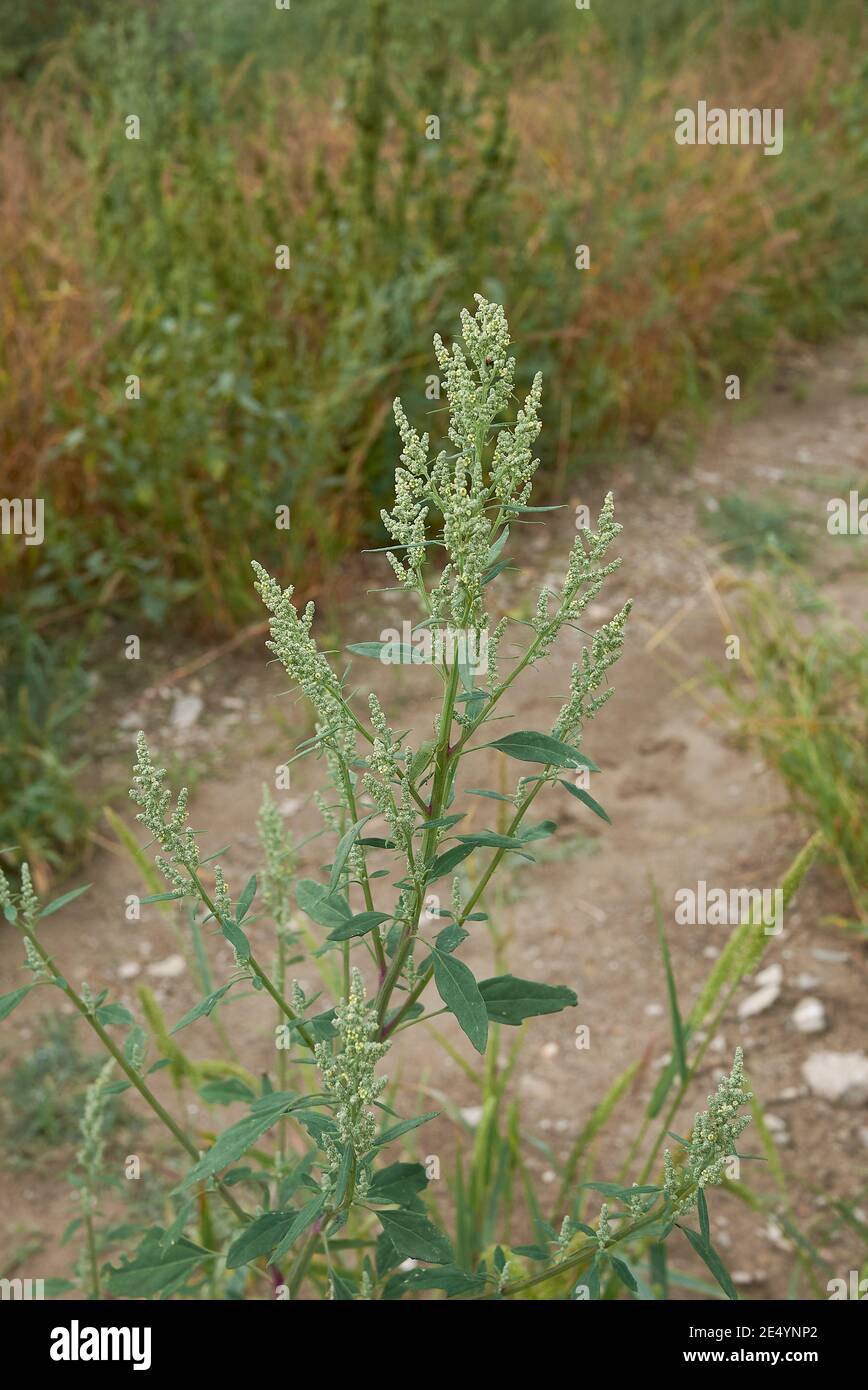 File:abelha-cachorro - Trigona spinipes - em flor de açoita-cavalo-graúdo  Luehea grandiflora Mart. & Zucc. (Malvaceae) 01.jpg - Wikimedia Commons