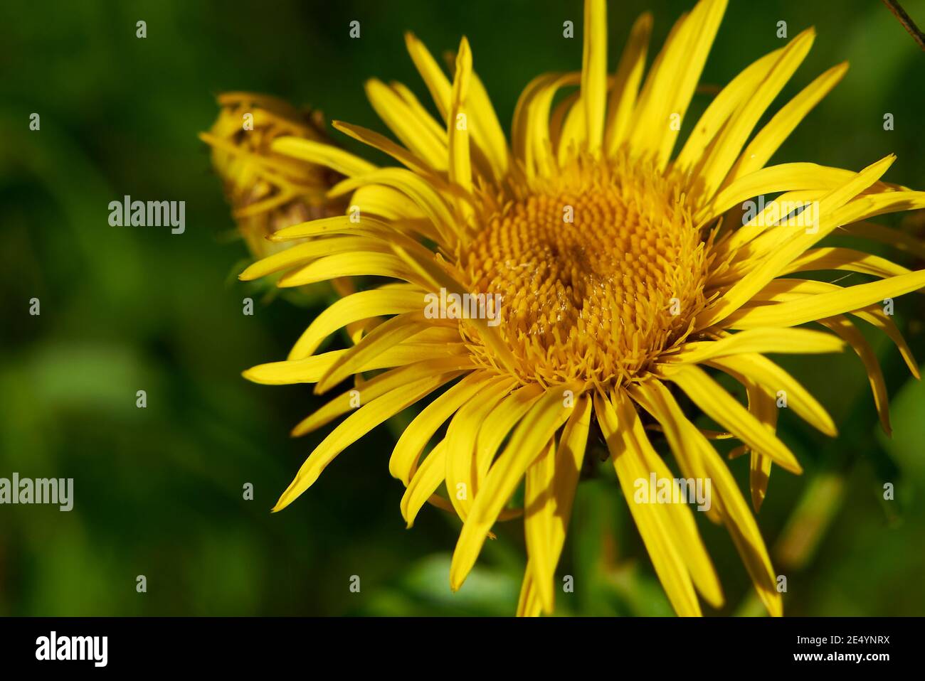 Inula salicina bright yellow inflorescence Stock Photo