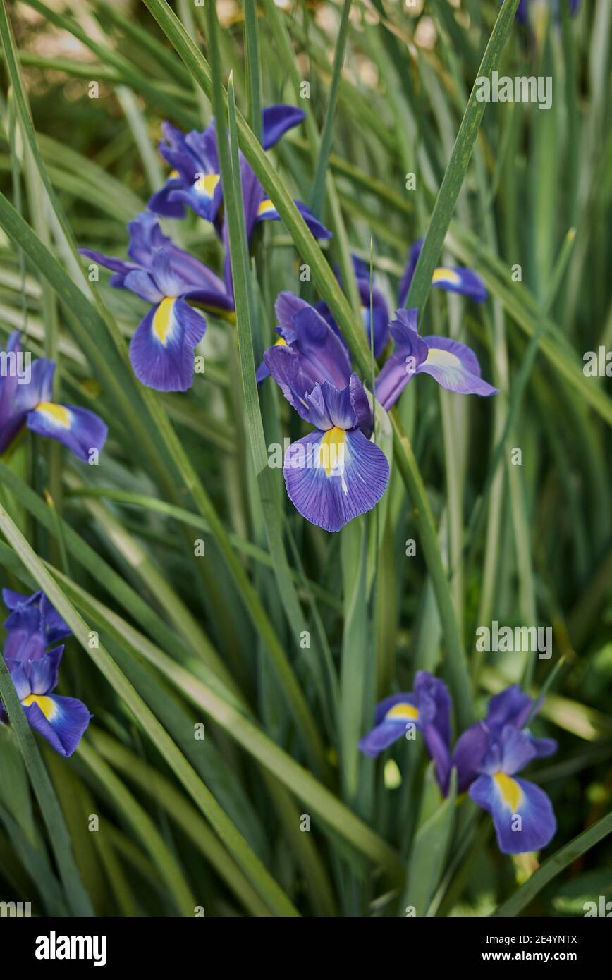 Iris hollandica purple blue flowers Stock Photo - Alamy