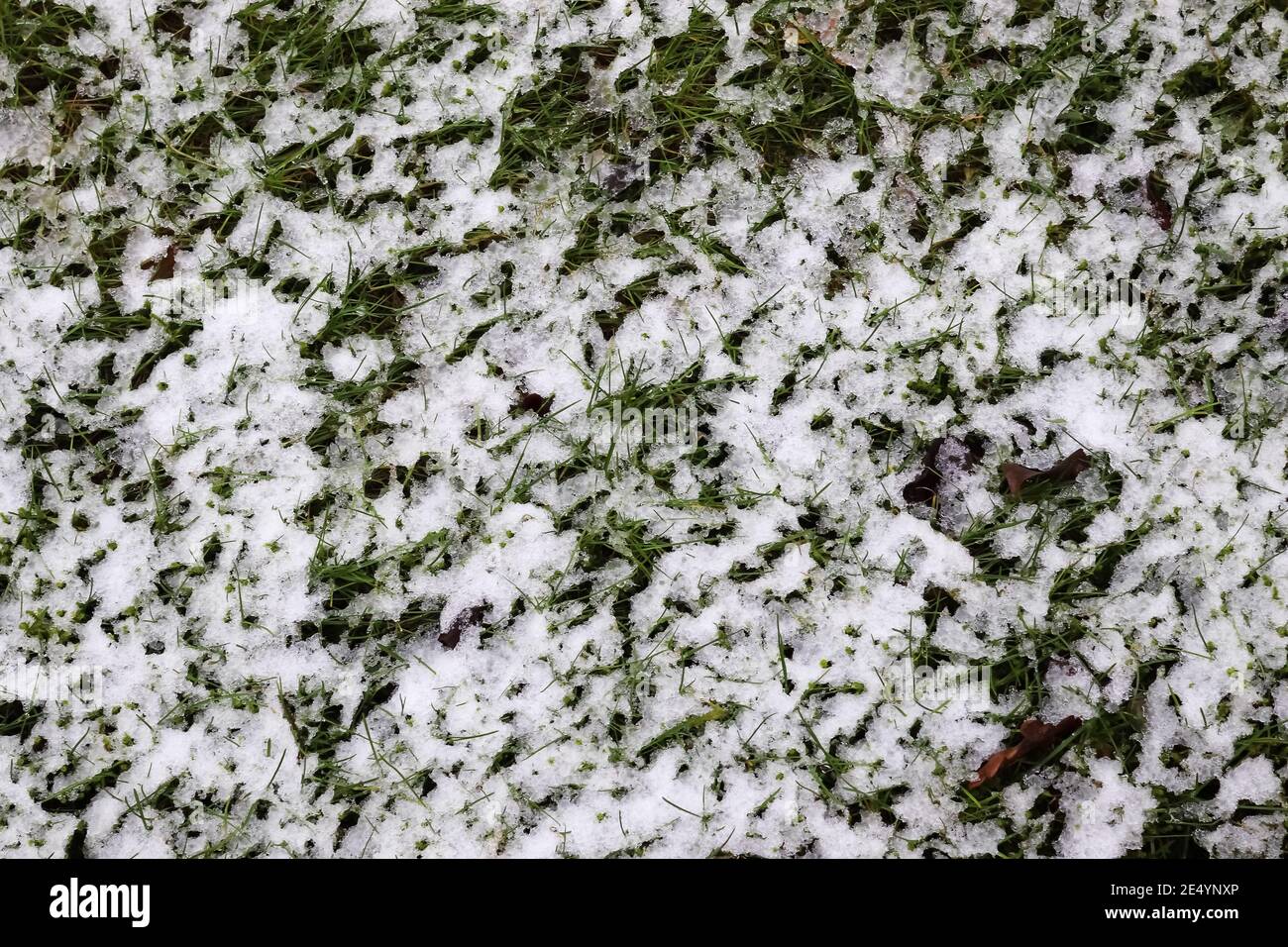 Top view of fresh green grass covered in the first snow Stock Photo - Alamy