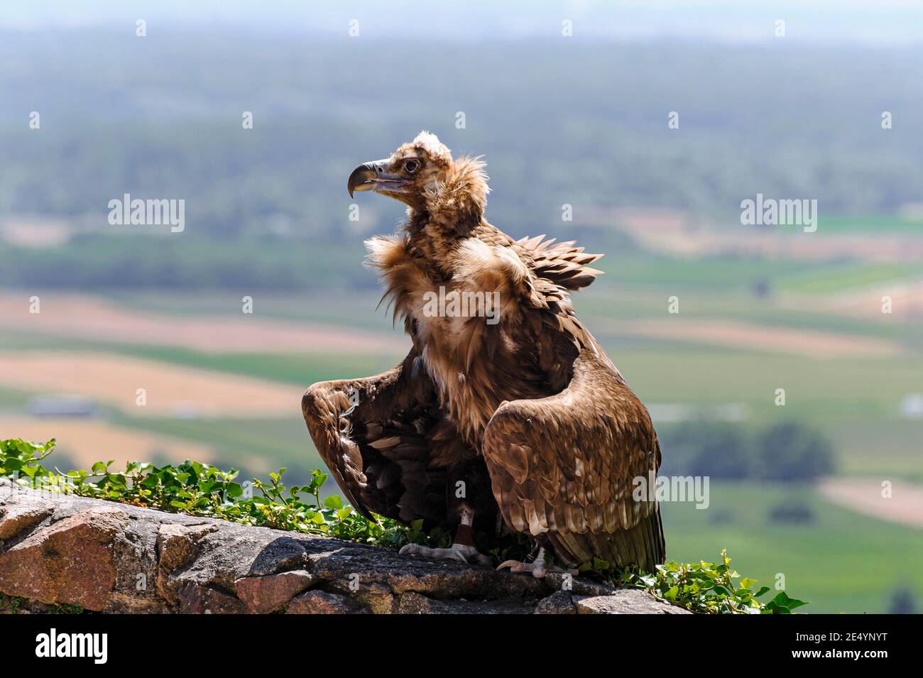griffon vulture perched on a wall - The scavenger bird, perched on a wall, spreads its wings halfway out while watching over the valley. Stock Photo