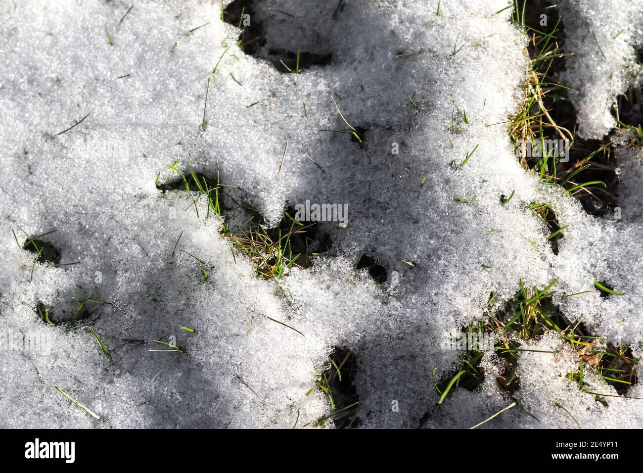 Top view of fresh green grass covered in the first snow Stock Photo - Alamy