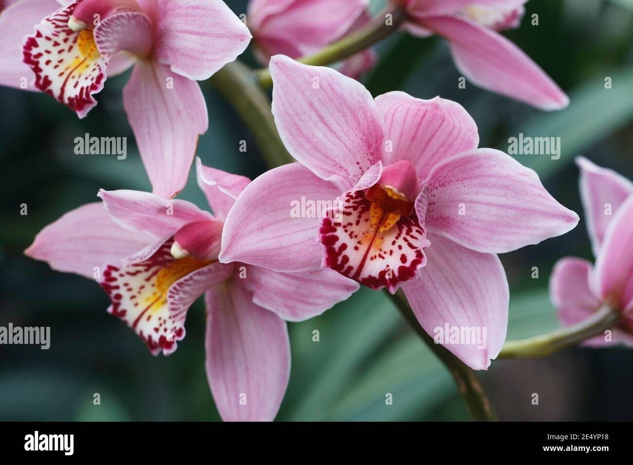 Cymbidium Rosanette gx. Close up of an Orchid flower. Stock Photo