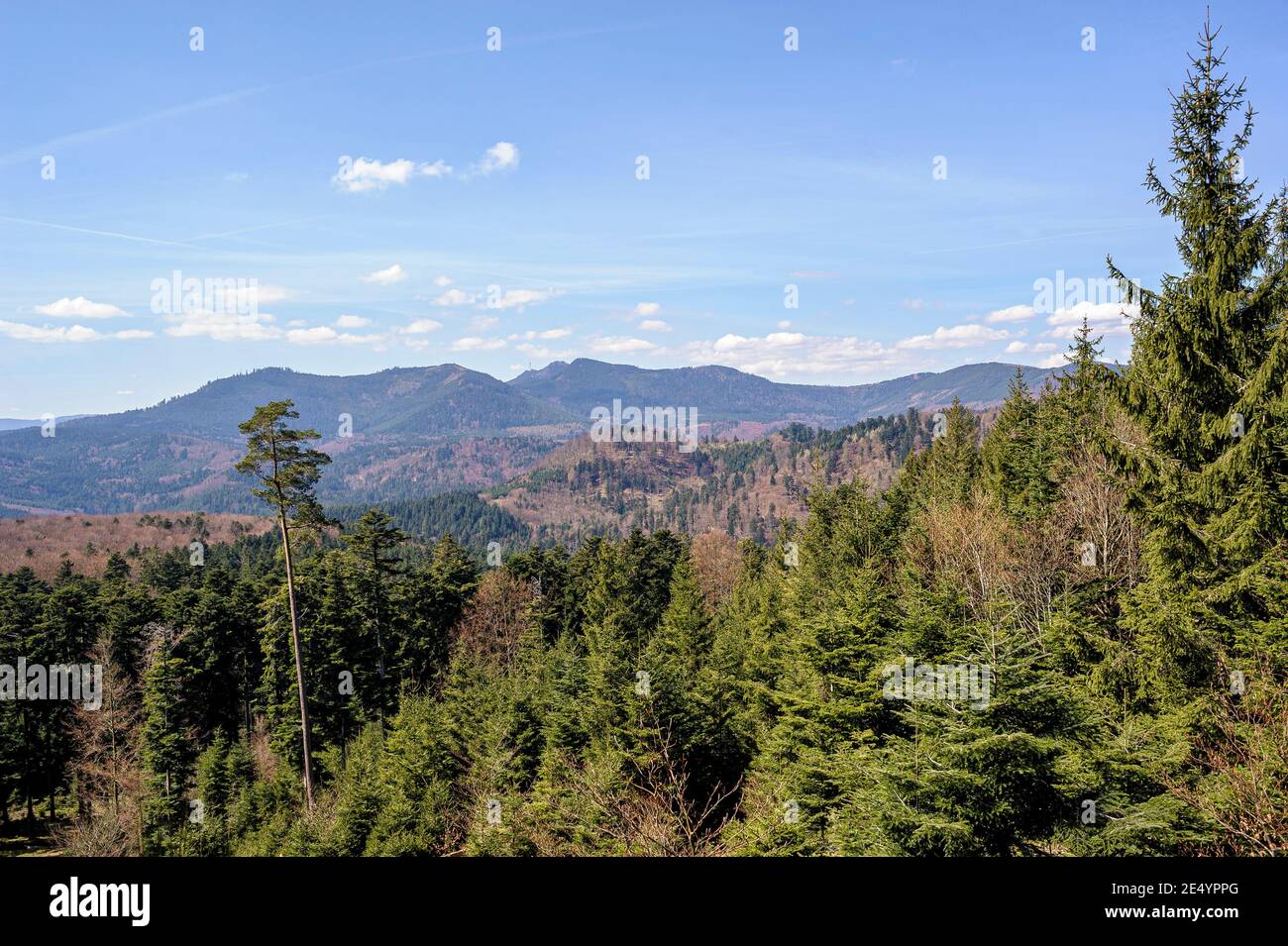 Morning view of the Vosges mountains. The fir trees in the foreground contrast with the still bare trees. The sky is blue with some clouds. Stock Photo