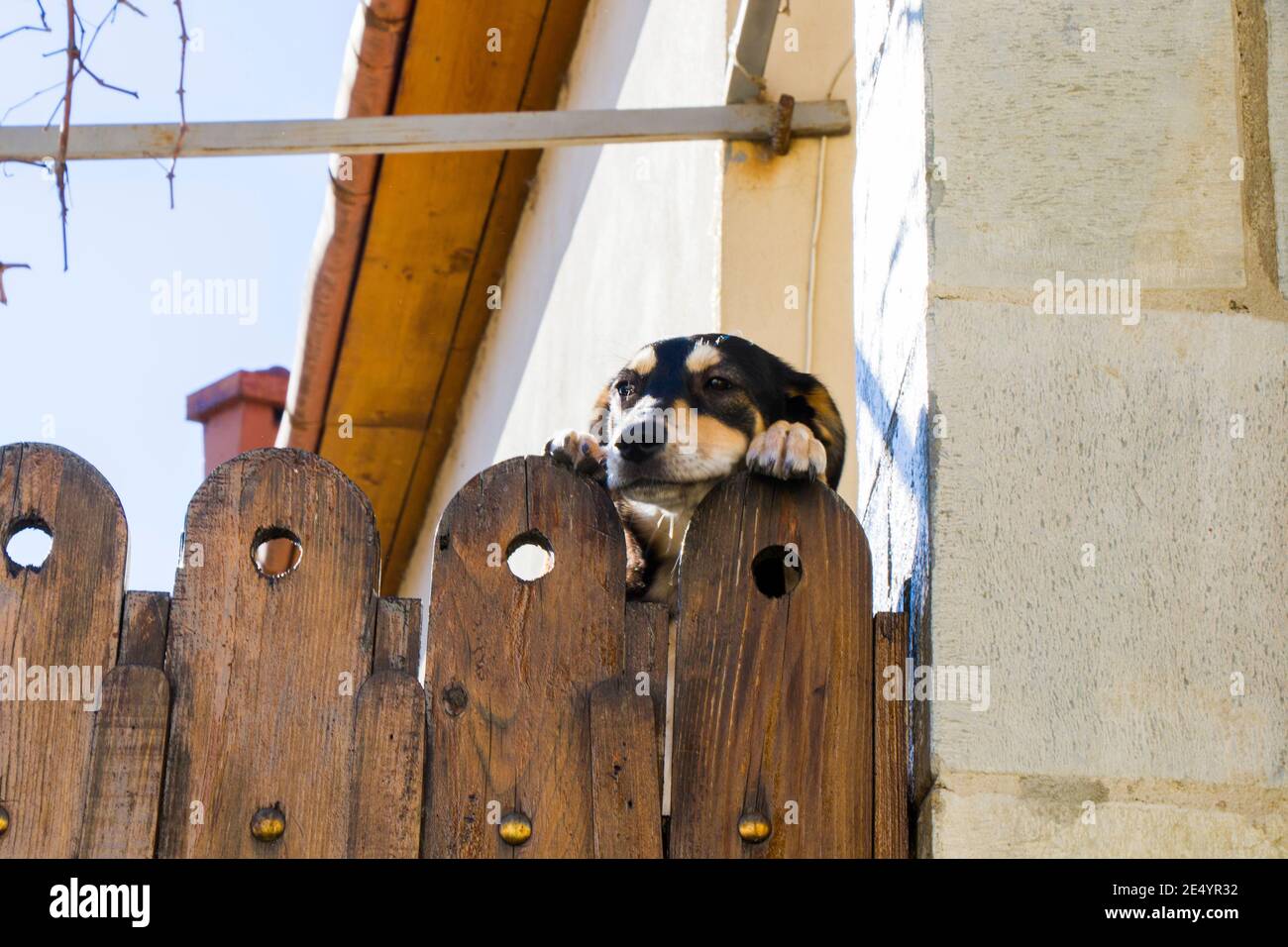 Picture of Dogs with paws on fence hi-res stock photography and images - Alamy