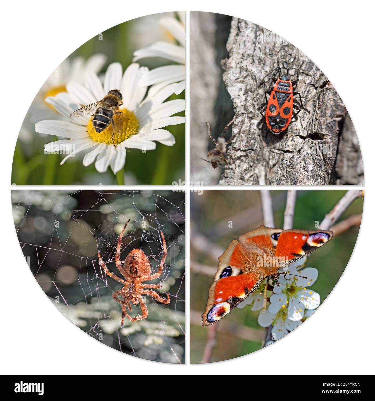 Different insects in a collage Stock Photo