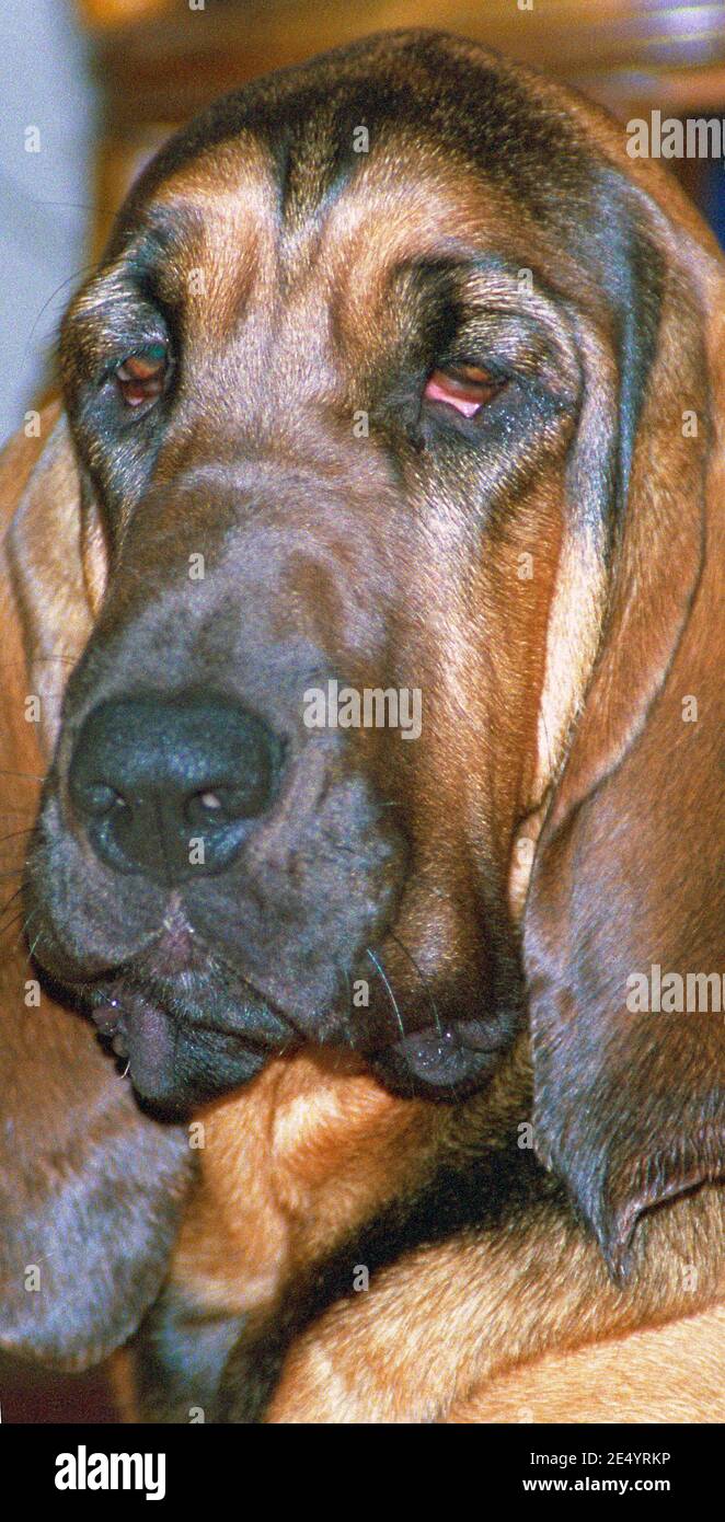bloodhound Stock Photo