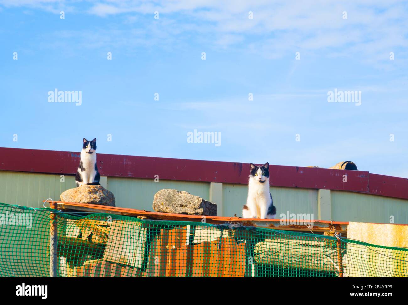 Two cats on the rooftop of the farm. Stock Photo