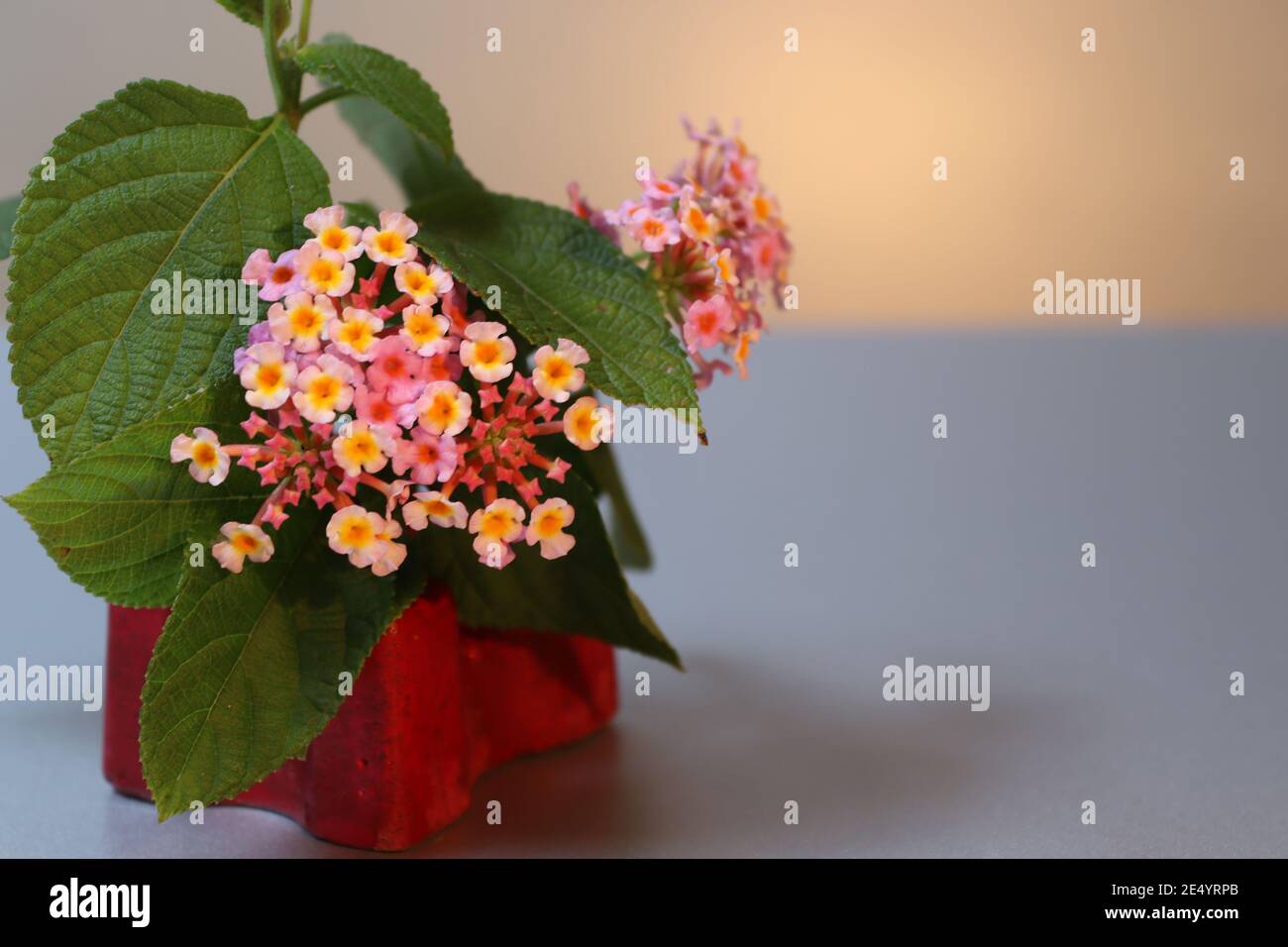 Lantana tiny flowers with an art. Stock Photo