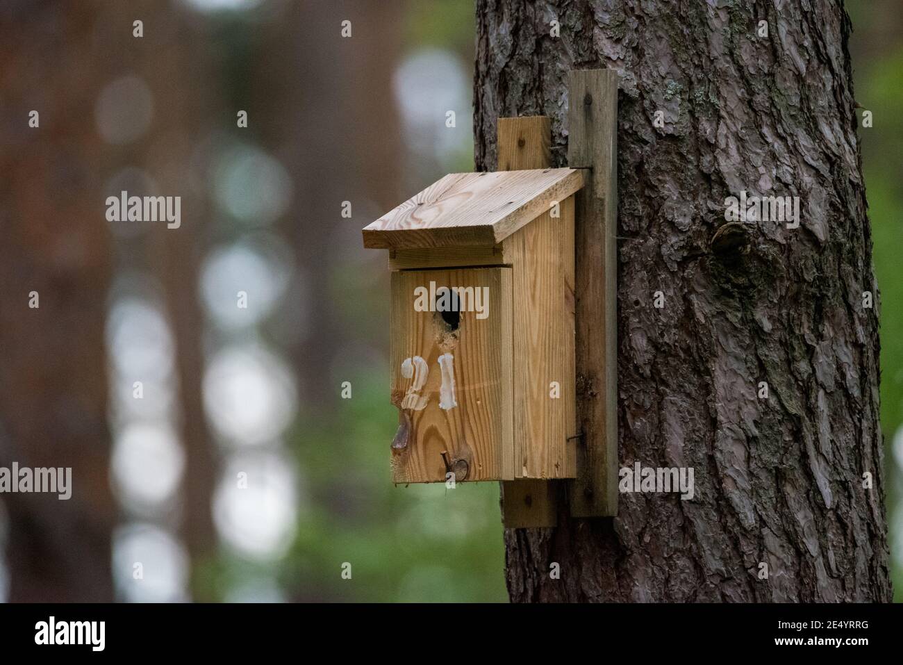 Nest hanging from trees hires stock photography and images Alamy