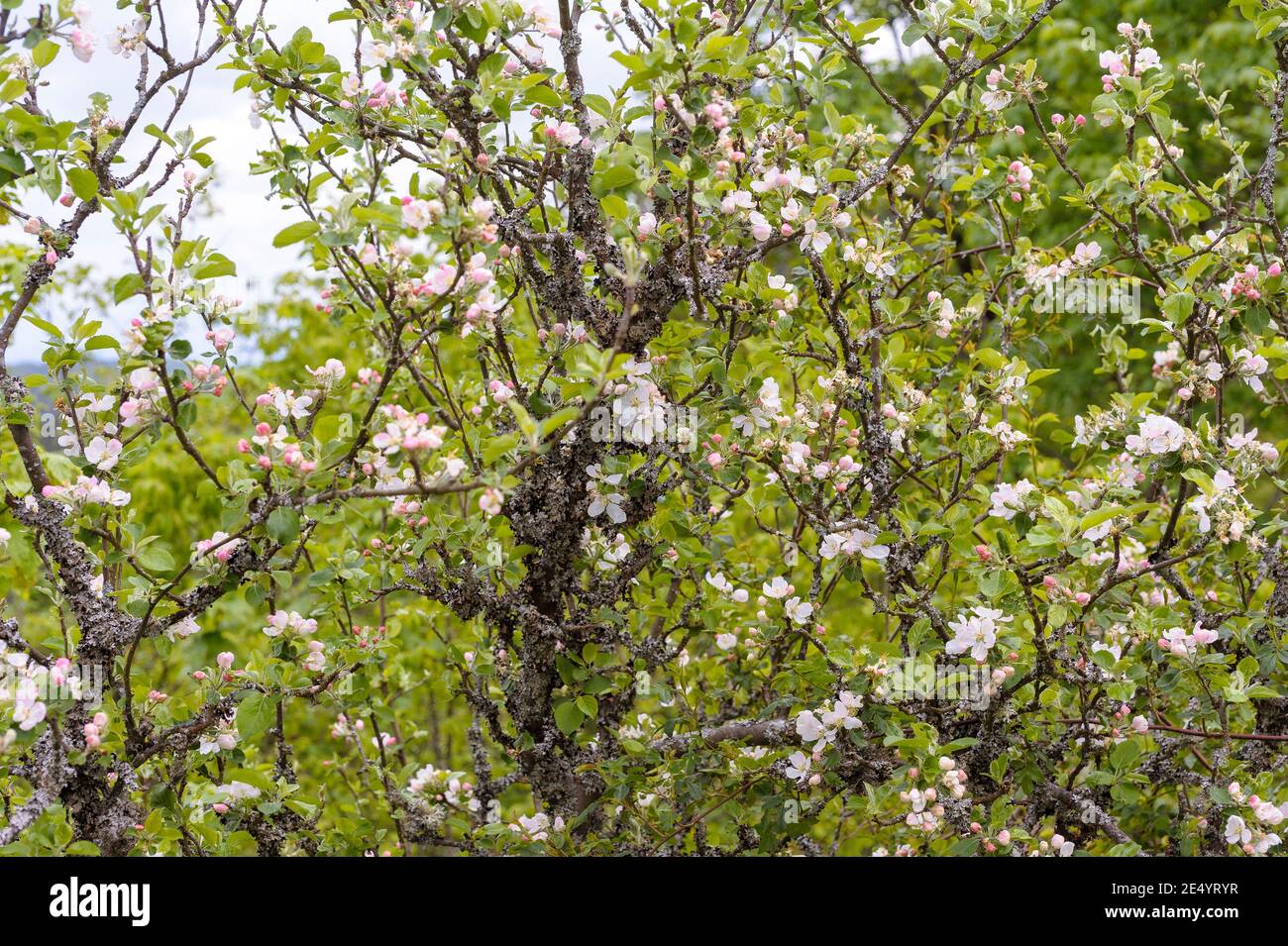 Old apple tree in bloom. Lichens have invaded the branches of the tree weakened by age. Stock Photo