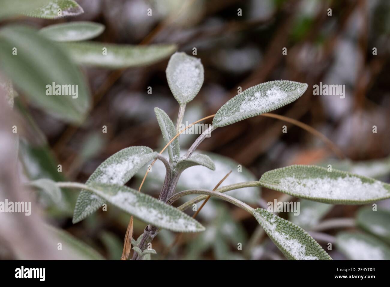 Sage, salvia in winter. The leaves of the medicinal plant are covered