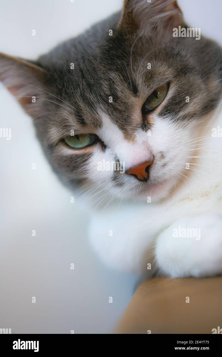 A well-groomed gray domestic cat with a serious and arrogant look. Close-up portrait of a pet. Stock Photo