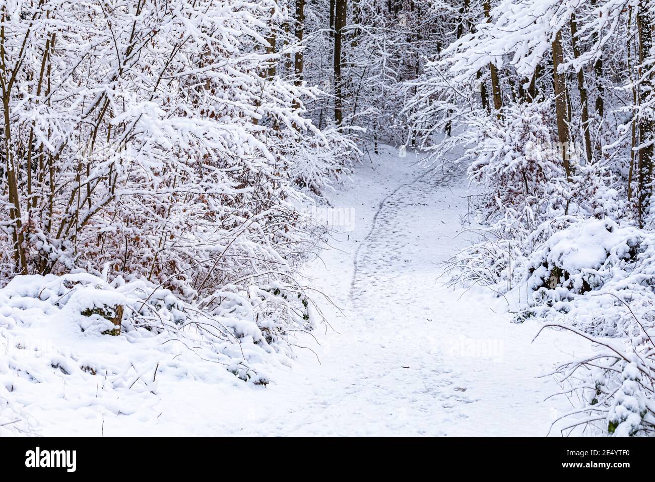 Beautiful woodland snow scene hi-res stock photography and images - Alamy