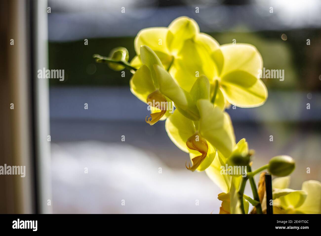Delicate orchids on windowsill hi-res stock photography and images - Alamy