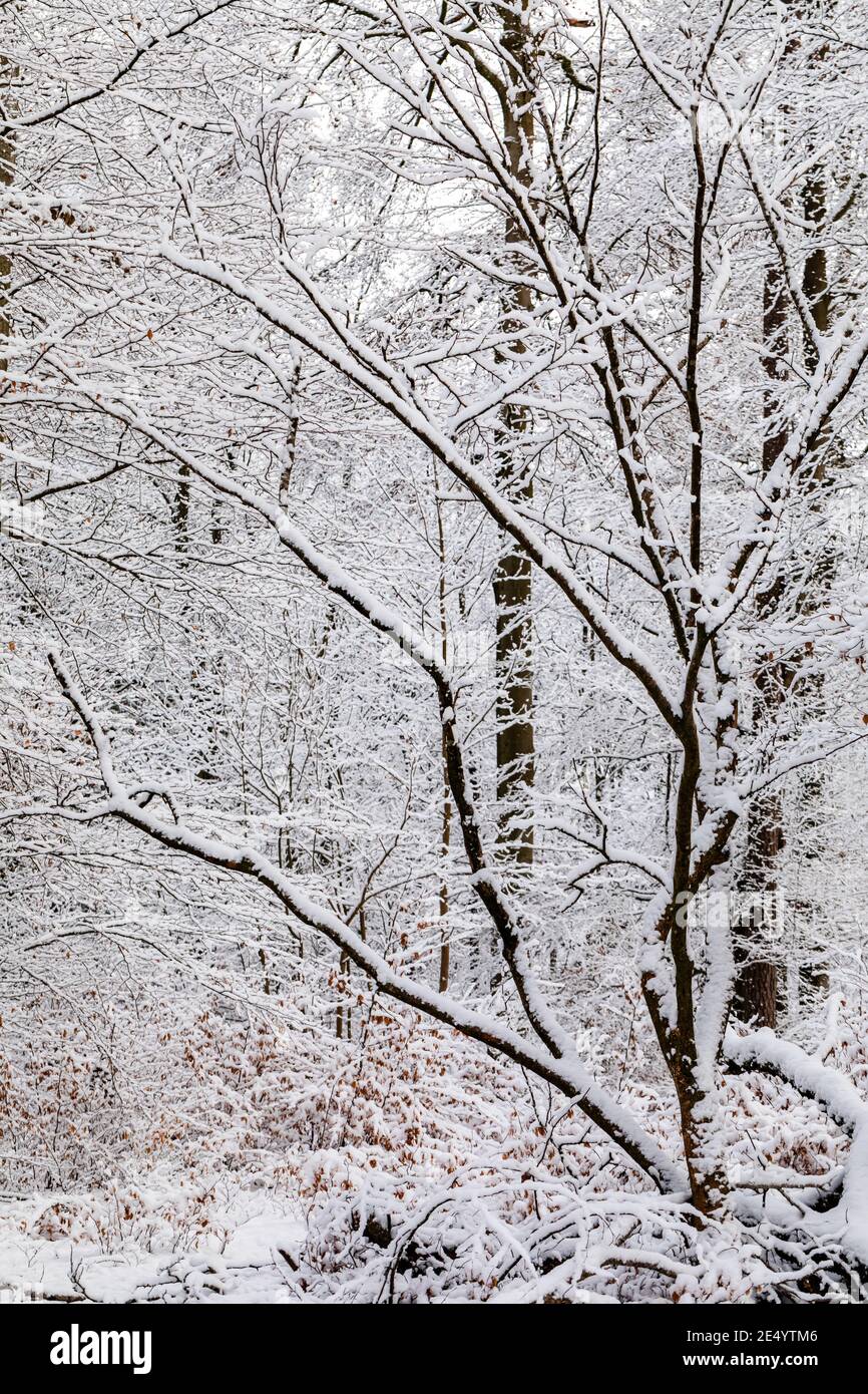 Snowy scenery with woodland hi-res stock photography and images - Alamy