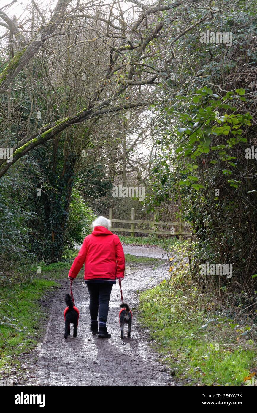 Rear view of a female dressed in a red coat walking two small dogs who are also wearing red dog coats on a country path , Shepperton Surrey England UK Stock Photo